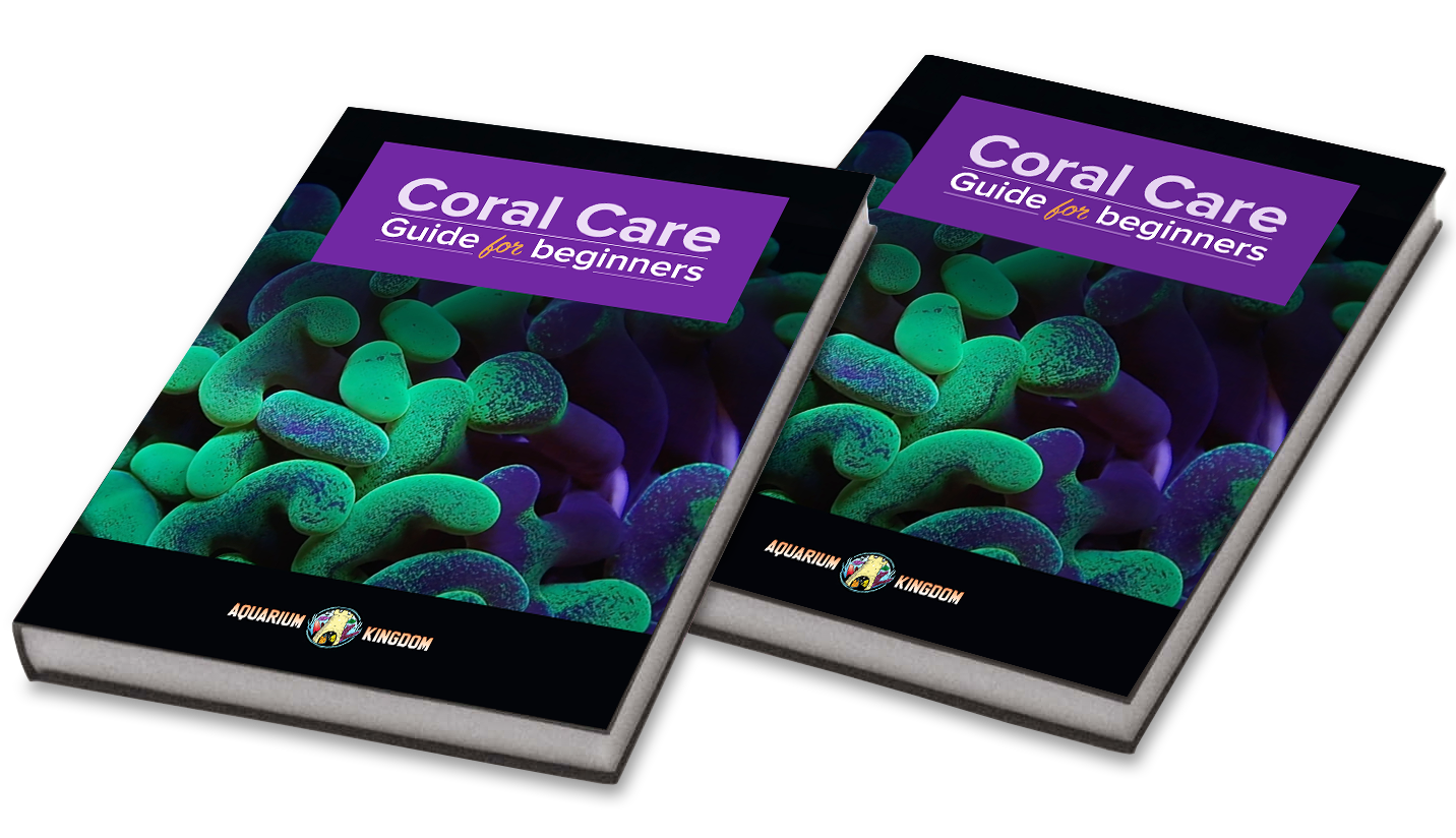 Coral care guide for begginners